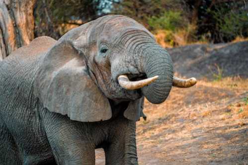 灰熊队录像 NBA常规赛 对战vs马刺队回放 2024年03月23日 08:00比赛视频完整直播回看