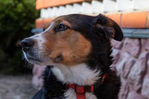 国足次战主裁判高亨进，曾三次执法国足世预赛比赛&国足全败