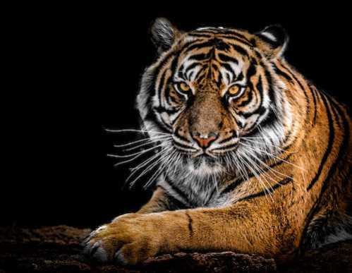 太阳队录像 NBA常规赛 对战vs凯尔特人队回放 2024年03月15日 07:30比赛视频完整直播回看